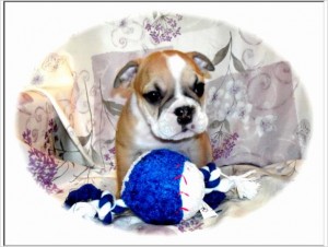 fine AKC English Bulldog Puppies