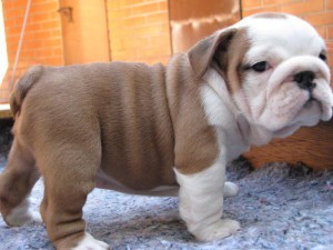 HEALTHY MALE  ENGLISH BULLDOG PUPPY