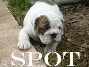 5 BEAUTIFUL AKC ENGLISH BULLDOGS PUPPIES