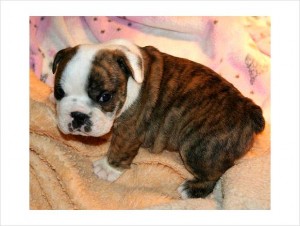 Champion Bloodline English Bulldog Puppies For Adoption