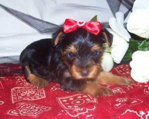 Male And Female Tea Cup Yorkie Puppies