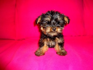 &quot;Bella&quot; Tiny Teacup Yorkie Puppy - Charting 2 Pounds As Adult