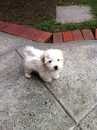 adorable Coton de Tulear for sale