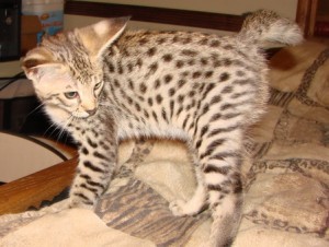 F2 Savannah Kitten for adoption
