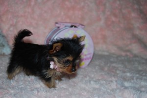 Spontaneous Teacup Yorkie Puppies For Adoption