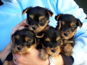 YORKSHIRE TERRIER PUPPIES FOR ADOPTION XMAS APPROACHleave a txt message #(707) 726-8132