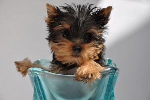 !!!Top Quality Teacup Yorkie Puppies For Adoption!!!