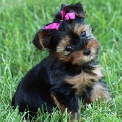 milkie  is a perfect little Yorkie girl,