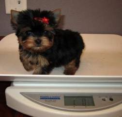 Beautiful Yorkie Puppies Available