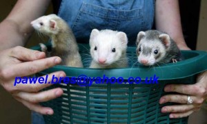 Two loving ferrets for a new home