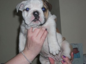 Bulldog puppies For Free Adoption due to relocation ASAP!!