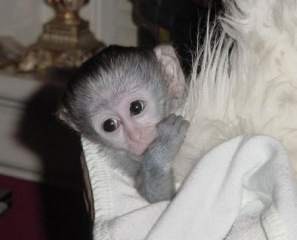 X-MAS baby capuchin monkeys for your family