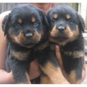 baby face x mas rottweiler  puppies for adoption