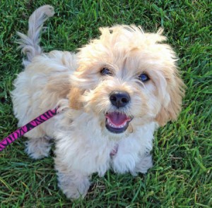 Cuddly and very playfu Bichon Frise puppy for free adoption