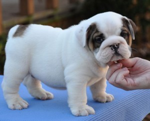 Beautiful English Bulldog puppies For Adoption