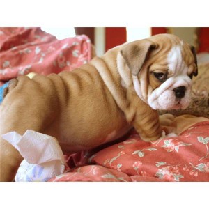 Jovial and Playful English Bulldog pups for adoption text to (774) 582-6976