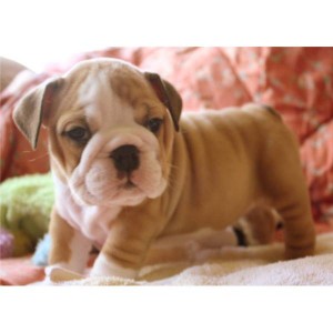 Jovial and Playful English Bulldog pups for adoption text to (774) 582-6976