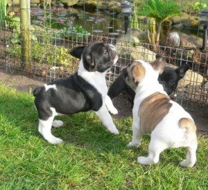 Welltrained french bulldog puppies for you