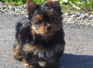 Classic Male And Female Yorkie Puppies  For Adoption (AVAILABLE FOR LOVELY HOMES RIGHT NOW!!!!!)