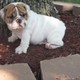 english  bulldog  for  free