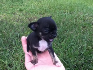 Micro Chihuahua Female Puppy . Approx. 2 1/2 to 3 lbs Full Grown