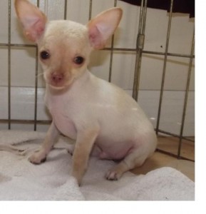 cute Chihuahua  puppies for sale