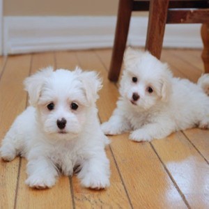 male and female maltese puppies