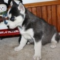 Full Bloodied Siberian Husky Puppies for sale!