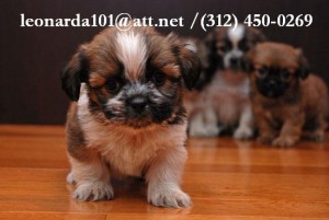 Shih-Tzu Puppies On Adoption