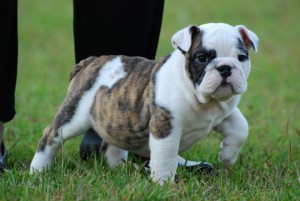 CUTE AND BEAUTIFUL ENGLISH BULLDOG PUPPIES NEEDING NEW HOMES