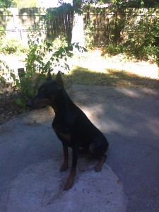 Young Male Doberman