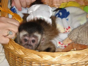 X-mass lovely Capuchin monkeys for a good are caring home