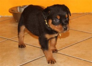 (AKC Rottweiler Puppies with Show Champion Pedigree) (1(401)3143547)