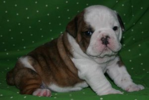 Wrinkled Male and Female English Bulldog Puppies ( 307 ) 298-6508