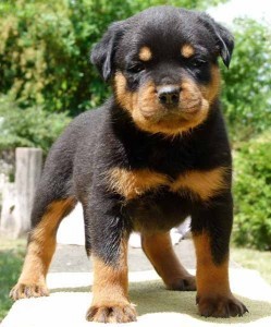 AKC Rottweiler Puppies - $190