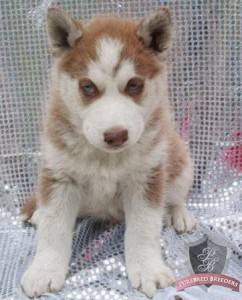 Male and Female siberian husky puppies Christmas