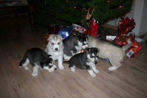 cute siberian husky puppies