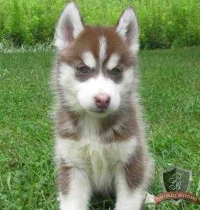 Male and Female siberian husky puppies for Christmas