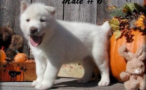 Famous and Healthy Siberian Husky puppies available for Re-homing