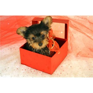 Lola-Female Yorkie