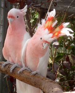 Bare eye cockatoo babies for sale