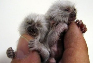 Marmoset monkey bottle babies available.