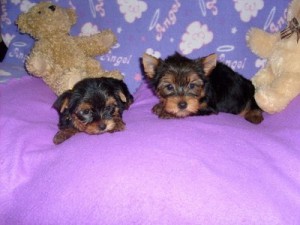Teacup Yorkie puppies looking for promising homes