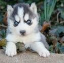 Beautiful husky Siberian puppies female and male.with blue eyes