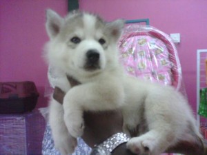 cute and adorable  Siberian husky looking - $200