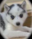 Akc princess Siberian Husky Puppy this year