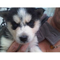 night fall Siberian Husky puppies for Free