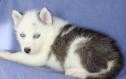 Angel Siberian Husky puppy for loving home this new year