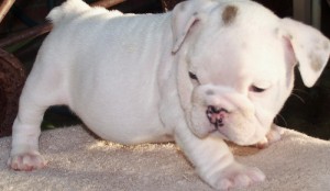 Adorable White English Bulldog boy