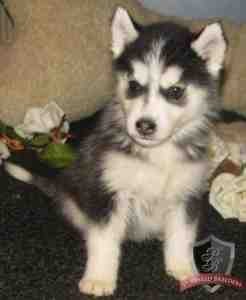 Pair of siberian husky puppies for new homes this new year for Free